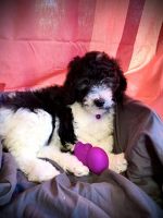 Poodle Puppies for sale in Hernando, Florida. price: $800