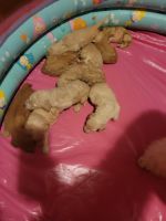 Poodle Puppies for sale in Huntersville, North Carolina. price: NA