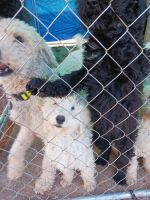 Poodle Puppies for sale in Jones, Oklahoma. price: $1,000