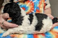 Poodle Puppies for sale in Lebanon, OR 97355, USA. price: $1,200