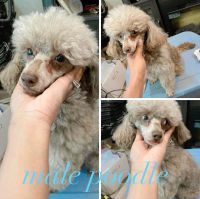 Poodle Puppies for sale in Albany, NY, USA. price: $1,600