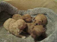 Poodle Puppies for sale in Corunna, IN 46730, USA. price: $50,000