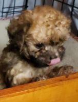 Poodle Puppies for sale in Ocala, Florida. price: $1,500