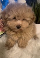 Poodle Puppies for sale in Yakima, Washington. price: $500