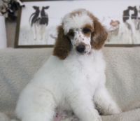 Poodle Puppies for sale in Concord, MI 49237, USA. price: $950