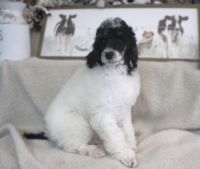 Poodle Puppies for sale in Concord, MI 49237, USA. price: $1,250