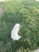 Poodle Puppies for sale in Fredericksburg, Virginia. price: NA