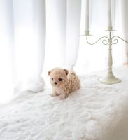 Poodle Puppies for sale in Addison, New York. price: $300,500