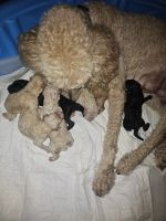 Poodle Puppies for sale in 4619 Briardale St, San Antonio, TX 78217, USA. price: $900