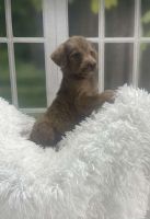 Poodle Puppies for sale in Clewiston, Florida. price: $950