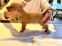 Portuguese Podengo Puppies for sale in Ann Arbor, MI, USA. price: $1,850