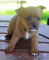 Portuguese Podengo Puppies for sale in Indianapolis, IN, USA. price: NA
