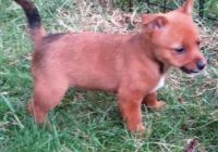 Portuguese Podengo Puppies for sale in Atlanta, GA, USA. price: NA