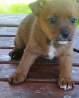 Portuguese Podengo Puppies for sale in United States. price: NA