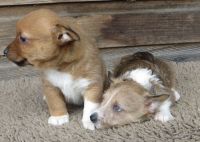 Portuguese Podengo Puppies for sale in Atlanta, GA, USA. price: NA