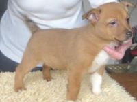 Portuguese Podengo Puppies for sale in Boston, MA 02114, USA. price: NA