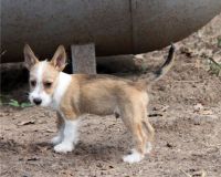 Portuguese Podengo Puppies for sale in Austin, TX, USA. price: NA