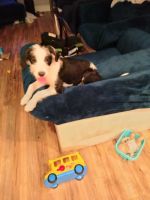 Portuguese Water Dog Puppies for sale in Baltimore, MD, USA. price: NA