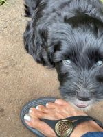 Portuguese Water Dog Puppies for sale in Kailua, HI, USA. price: NA