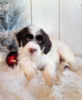 Portuguese Water Dog Puppies for sale in Millersburg, OH 44654, USA. price: NA