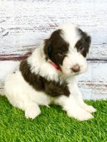 Portuguese Water Dog Puppies Photos