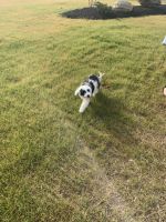 Portuguese Water Dog Puppies for sale in Troy, OH 45373, USA. price: NA
