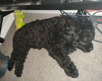 Portuguese Water Dog Puppies for sale in Brooklyn Center, MN, USA. price: NA