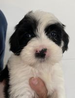 Portuguese Water Dog Puppies for sale in Nevada, OH 44849, USA. price: NA