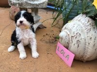Portuguese Water Dog Puppies for sale in Spring Hill, FL, USA. price: NA