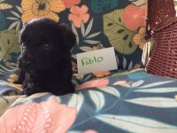 Portuguese Water Dog Puppies Photos