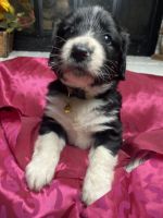 Portuguese Water Dog Puppies for sale in Elkmont, AL 35620, USA. price: NA