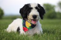 Portuguese Water Dog Puppies for sale in Massillon, OH, USA. price: NA