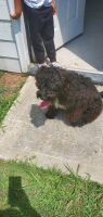 Portuguese Water Dog Puppies for sale in Lawrenceville, GA 30045, USA. price: NA