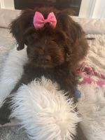 Portuguese Water Dog Puppies for sale in Highland Heights, OH 44143, USA. price: NA