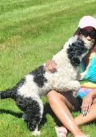 Portuguese Water Dog Puppies for sale in Grand Blanc, MI 48439, USA. price: NA