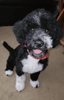 Portuguese Water Dog Puppies for sale in Omaha, NE, USA. price: NA