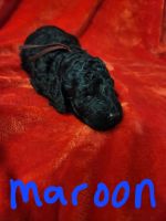 Portuguese Water Dog Puppies for sale in Bartow, FL, USA. price: $1,500