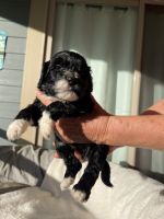 Portuguese Water Dog Puppies for sale in Haiku, Hawaii. price: $2,500