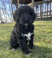 Portuguese Water Dog Puppies for sale in Sugarcreek, Ohio. price: $1,200