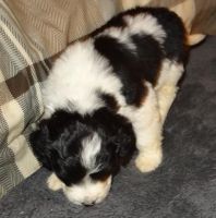 Portuguese Water Dog Puppies for sale in West Plains, MO 65775, USA. price: NA