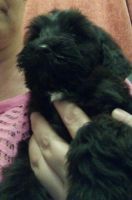 Portuguese Water Dog Puppies for sale in New Haven, CT, USA. price: NA