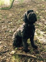 Portuguese Water Dog Puppies for sale in United States. price: NA