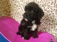 Portuguese Water Dog Puppies for sale in OR-99W, McMinnville, OR 97128, USA. price: NA