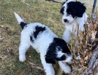 Portuguese Water Dog Puppies for sale in Michigan Ave, Inkster, MI 48141, USA. price: NA