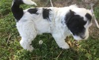 Portuguese Water Dog Puppies for sale in Paris, TX 75461, USA. price: NA