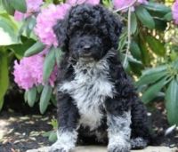 Portuguese Water Dog Puppies for sale in Temple City, CA, USA. price: NA