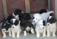 Portuguese Water Dog Puppies for sale in Ohio St, Lawrence, KS, USA. price: NA