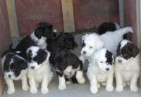 Portuguese Water Dog Puppies for sale in Houston, TX, USA. price: NA
