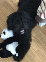 Portuguese Water Dog Puppies for sale in West Haven, CT 06516, USA. price: NA