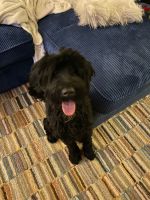 Portuguese Water Dog Puppies for sale in South Jordan, UT, USA. price: NA